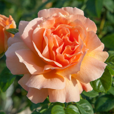 Rosier grimpant Polka 91® Meitosier