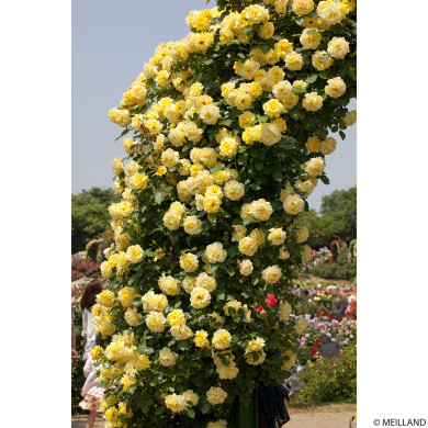 Rosier grimpant Rimosa® Meigro-nurisar