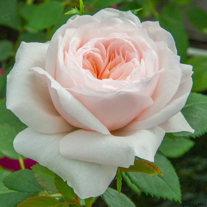 Rosier grimpant Sabrina® Meiptorius