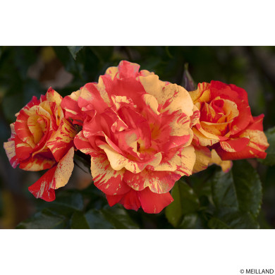 Rosier grimpant Sorbet Fruité® Meihestries