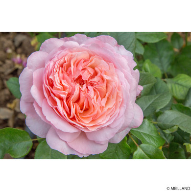 Rosier Jean de la Fontaine® meiffable