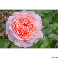 Rosier Jean de la Fontaine® meiffable