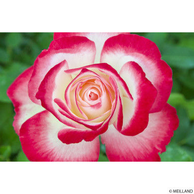 Rosier Jubilé du Prince de Monaco® Meisponge