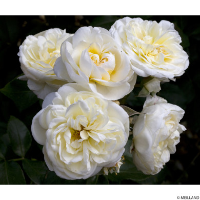 Rosier Lady Romantica meiperette