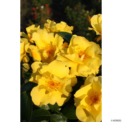 Rosier Lemon Fizz® Nectar Garden