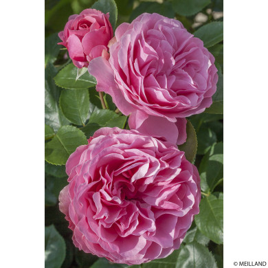 Rosier Leonard da Vinci® Meideauri