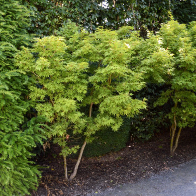 Acer palmatum