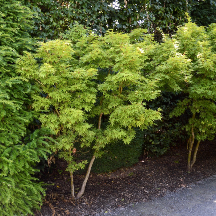Acer palmatum
