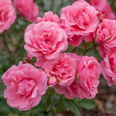 Rosier Les Amoureux de Peynet® Meitobla