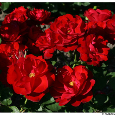 Rosier Lilli Marlene® Korlima