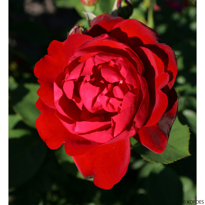 Rosier Lilli Marlene® Korlima