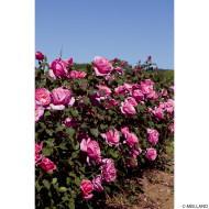 Rosier Line Renaud® Meiclusif