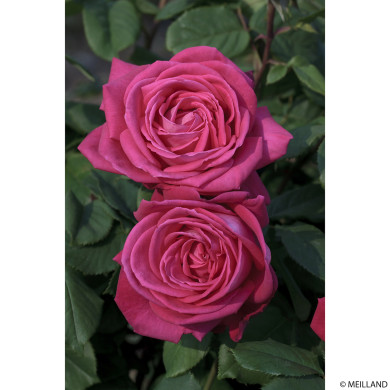 Rosier Lolita Lempicka® Meizincaro