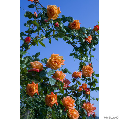 Rosier Louis de Funes® Meirestifsar