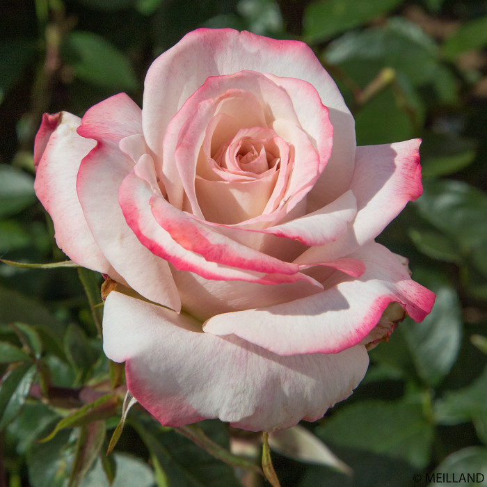 Rosier Lyon Lumières® meivanae