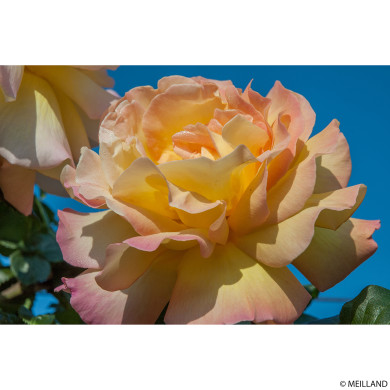 Rosier Madame A. Meilland