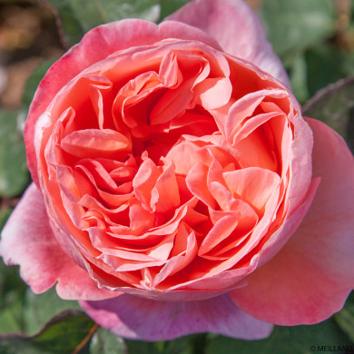 Rosier Mademoiselle Meilland® Meinostair