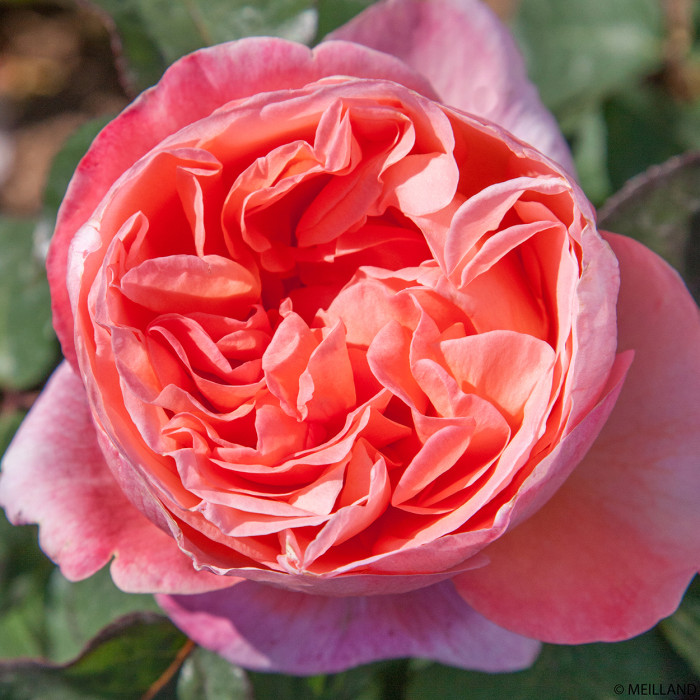Rosier Mademoiselle Meilland® Meinostair