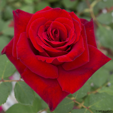 Rosier Marcel Pagnol® Meisoyris