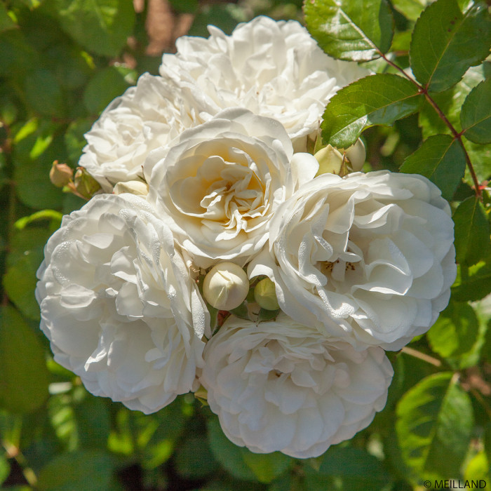 Rosier paysager MARINA PICASSO® 'Meidyceus'
