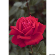 Rosier Marylou® Meilitchy