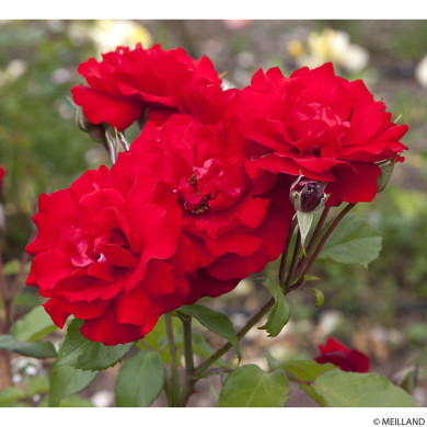 Rosier Matthias Meilland® Meifolio