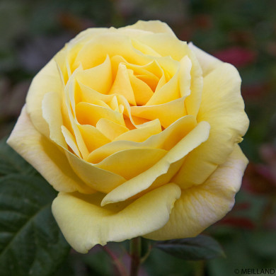 Rosier Michelangelo® Meitelov