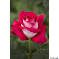 Rosier Monica Bellucci® Meimonkeur