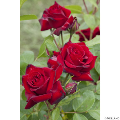 Rosier Niccolo Paganini® Meicairma