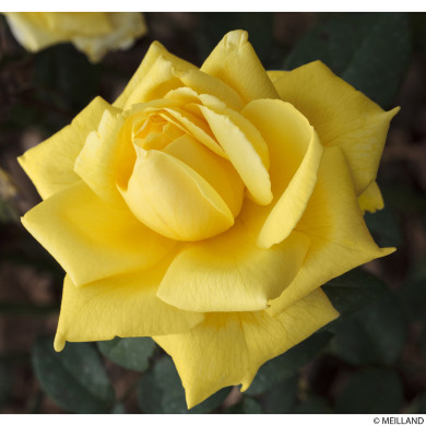 Rosier Nicolas Hulot® Meifazeda