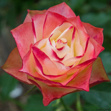 Rosier Origami® Meimozahiq