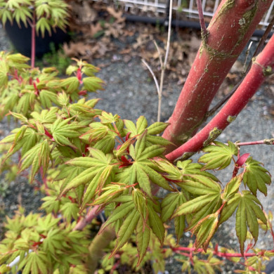 Acer palmatum