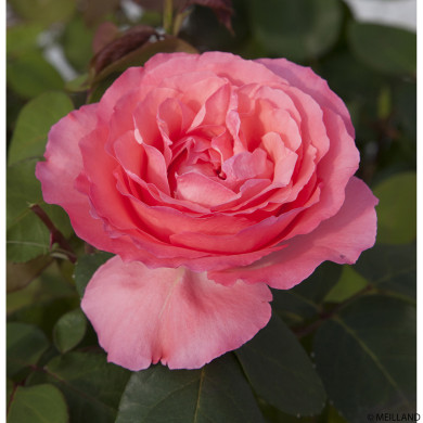Rosier Panthère Rose® Meicapinal