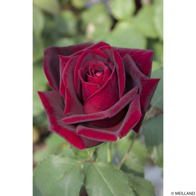 Rosier Papa Meilland® Meicésar