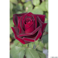 Rosier Papa Meilland® Meicésar