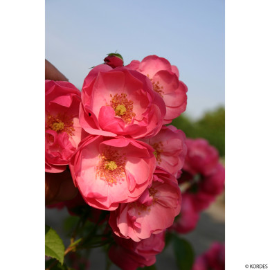 Rosier paysager Angela® Korday