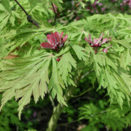 Acer palmatum