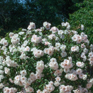 Rosier paysager Ice Meillandecor® Meivahyn
