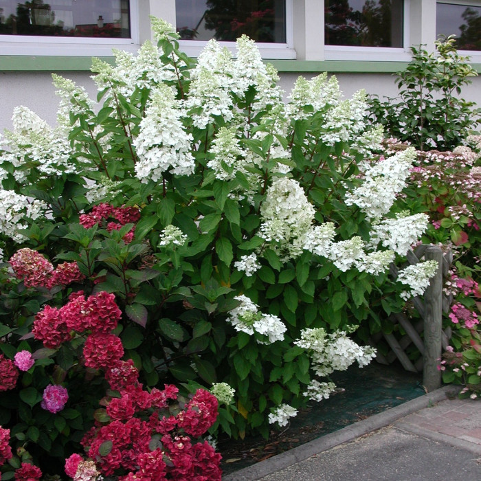 Hydrangea paniculata 'Unique'