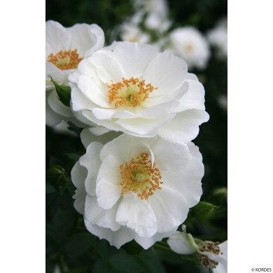 Rosier paysager Innocencia® korstarnow