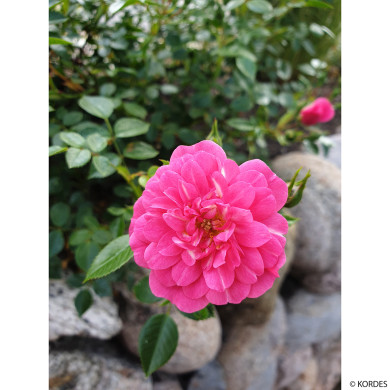 Rosier paysager Knirps® Korverlandus