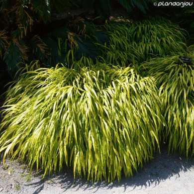 Hakonechloa macra 'All Gold'