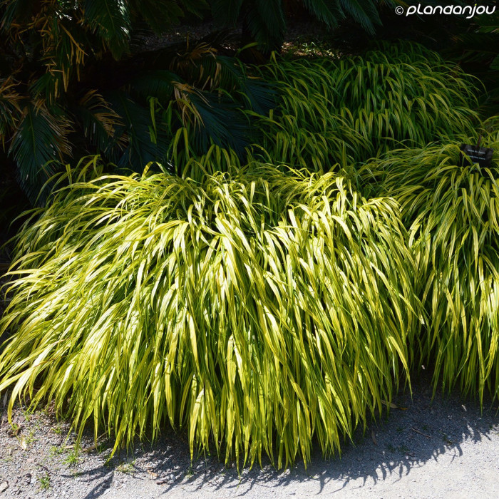 Hakonechloa macra 'All Gold'