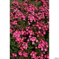 Rosier paysager Lupo® Kordwarul