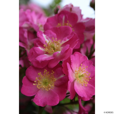 Rosier paysager Lupo® Kordwarul