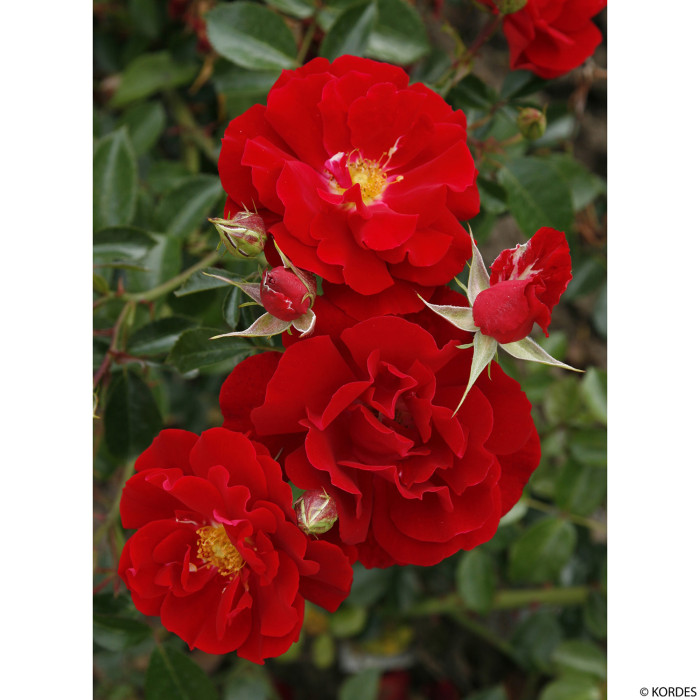 Rosier paysager Mainaufeuer® kortemma