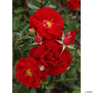 Rosier paysager Mainaufeuer® kortemma