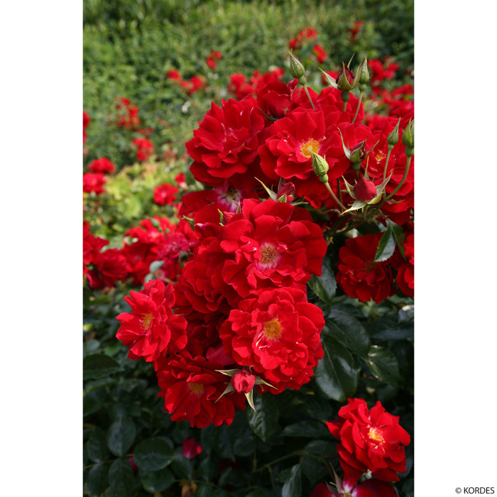 Rosier paysager Mainaufeuer® kortemma
