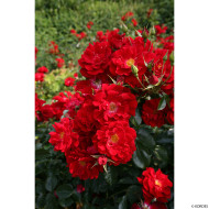 Rosier paysager Mainaufeuer® kortemma