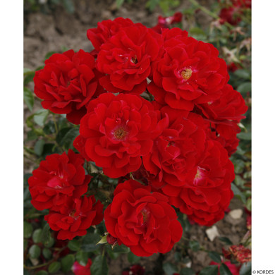 Rosier paysager Mainaufeuer® kortemma